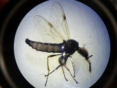 Dilophus