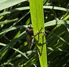Promachus vertebratus
