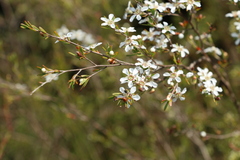 Leptospermum liversidgei