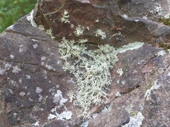 Ramalina dilacerata