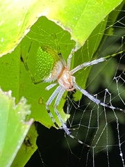Eriophora nephiloides