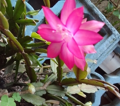 Schlumbergera truncata