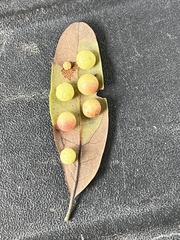 Belonocnema treatae
