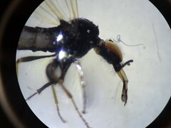 Dilophus