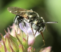 Ceratina strenua