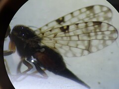 Tephritidae