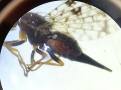 Tephritidae
