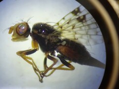 Tephritidae