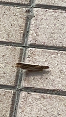 Schistocerca americana