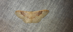 Idaea degeneraria