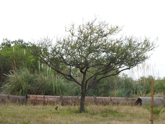 Vachellia caven