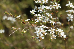 Leptospermum liversidgei