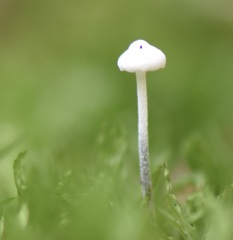 Tetrapyrgos nigripes