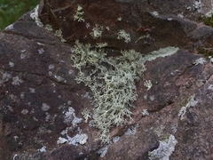 Ramalina dilacerata