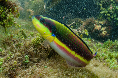 Thalassoma lucasanum