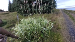 Phalaris arundinacea picta
