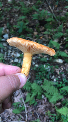Lactifluus