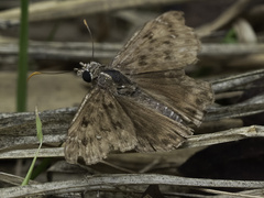 Erynnis horatius
