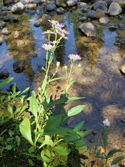 Symphyotrichum chilense