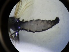Dilophus