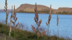 Phalaris arundinacea picta