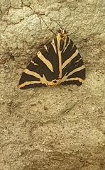 Euplagia quadripunctaria