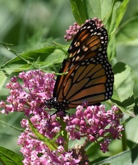 Danaus plexippus