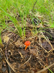 Hygrocybe miniata