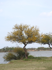 Vachellia caven