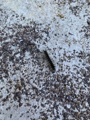 Hyphantria cunea
