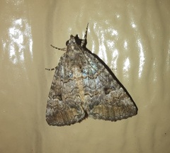 Eubolina impartialis