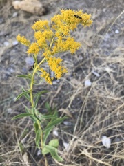 Solidago missouriensis