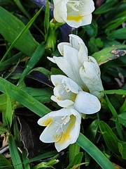 Freesia