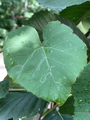 Phyllocnistis vitegenella