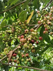 Syzygium balsameum