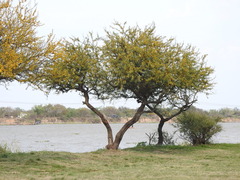 Vachellia caven