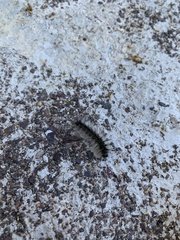 Hyphantria cunea