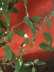 Chrysoesthia sexguttella