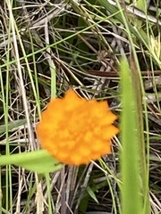 Polygala lutea