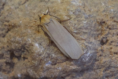 Eilema depressa