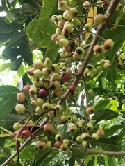 Syzygium balsameum