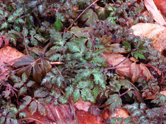 Phacelia bipinnatifida