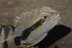 Intellagama lesueurii