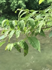 Fraxinus quadrangulata