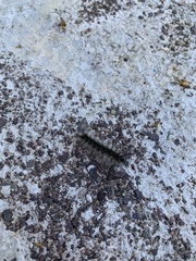 Hyphantria cunea