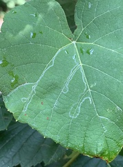 Phyllocnistis vitegenella