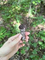 Strobilomyces strobilaceus