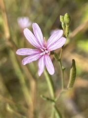 Epilobium brachycarpum