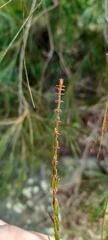 Allocasuarina littoralis