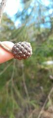 Allocasuarina littoralis